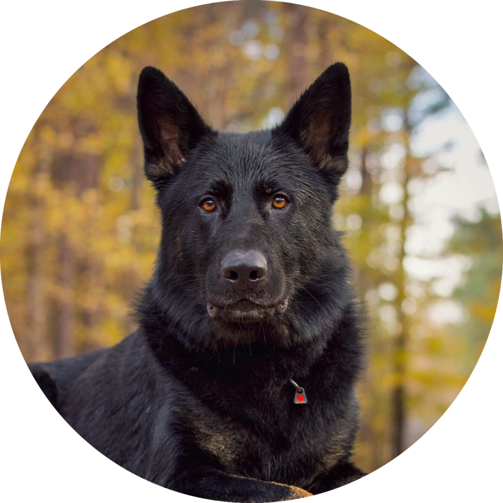 Caesar German Shepherd