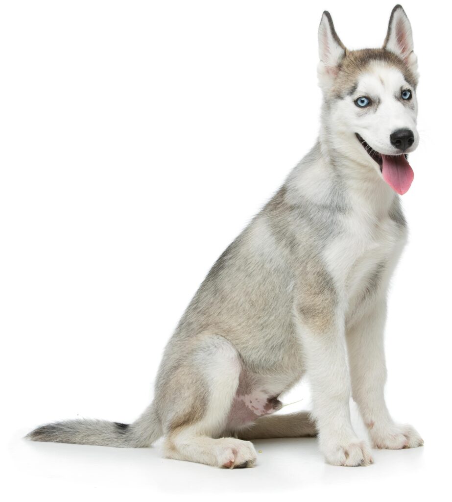 Siberian Husky Puppy sitting