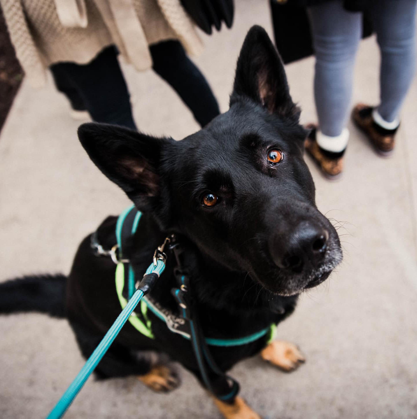 Caesar working German Shepherd Service Dog Training