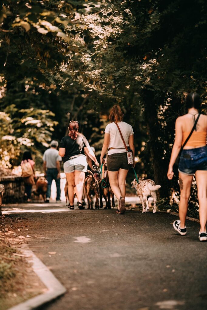 dog training lessons in a group setting