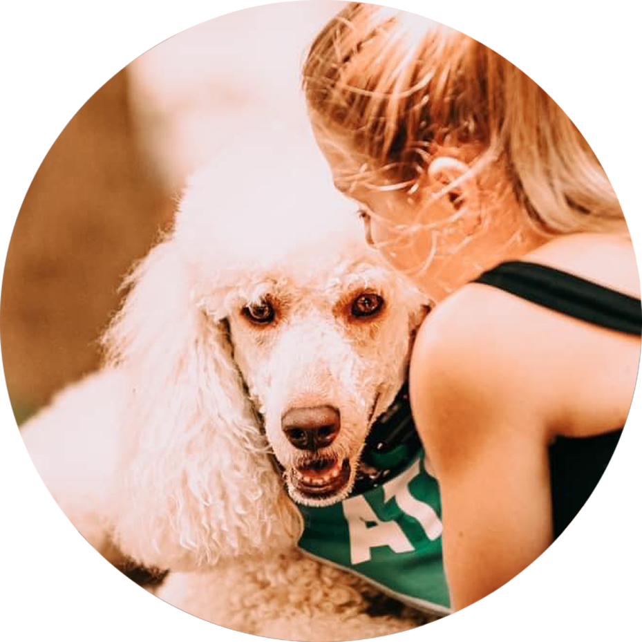 advanced skills dog board and train