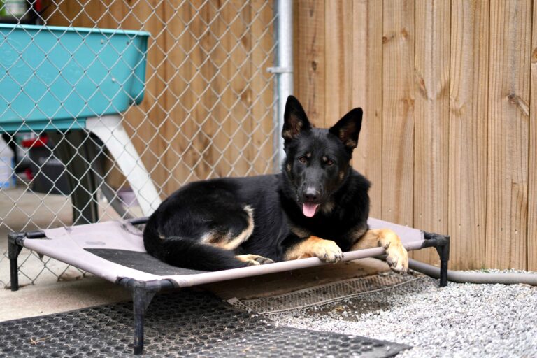 advanced dog training