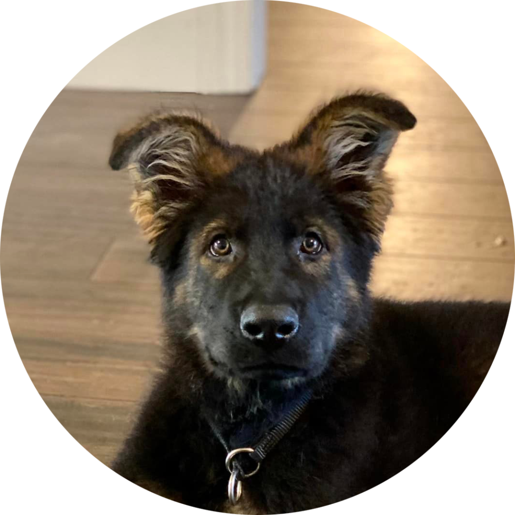 puppy board and train training