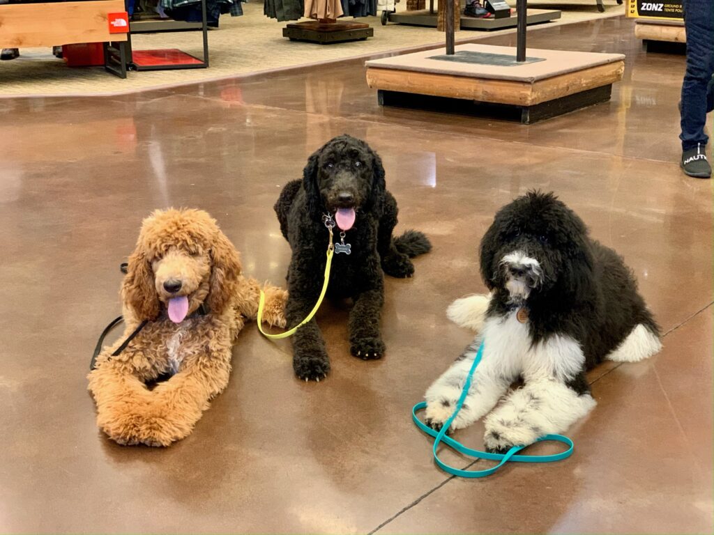 Poodles in long down during board and train