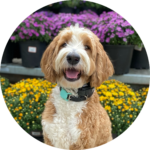 board and train for dogs