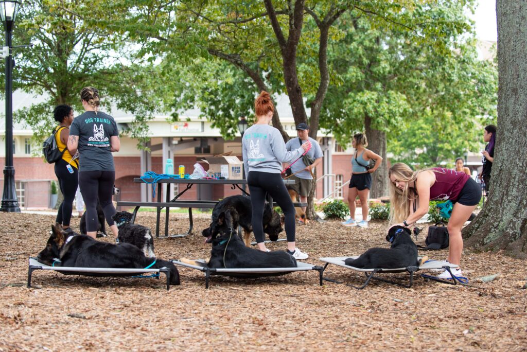 Group Dog Training Lessons with FullFocusK9